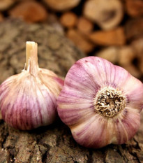 Садов чесън Havran - Allium sativum - зимен стрелкуващ - 1 опаковка