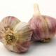 Садов чесън Havran - Allium sativum - зимен стрелкуващ - 1 опаковка