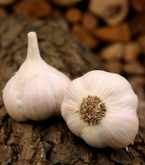 Чесън за засаждане „Лукан“ – Allium sativum – без стъбло – чеснови глави – 1 опаковка