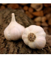 Чесън за засаждане „Лукан“ – Allium sativum – без стъбло – чеснови глави – 1 опаковка