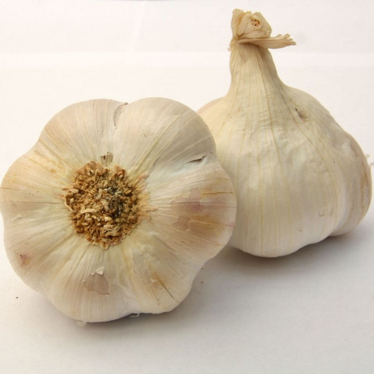 Чесън за засаждане „Лукан“ – Allium sativum – без стъбло – чеснови глави – 1 опаковка