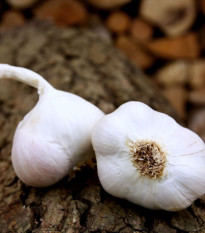 Чесън за засаждане Japo II - Allium sativum - без стъбло - чеснови глави - 1 опаковка
