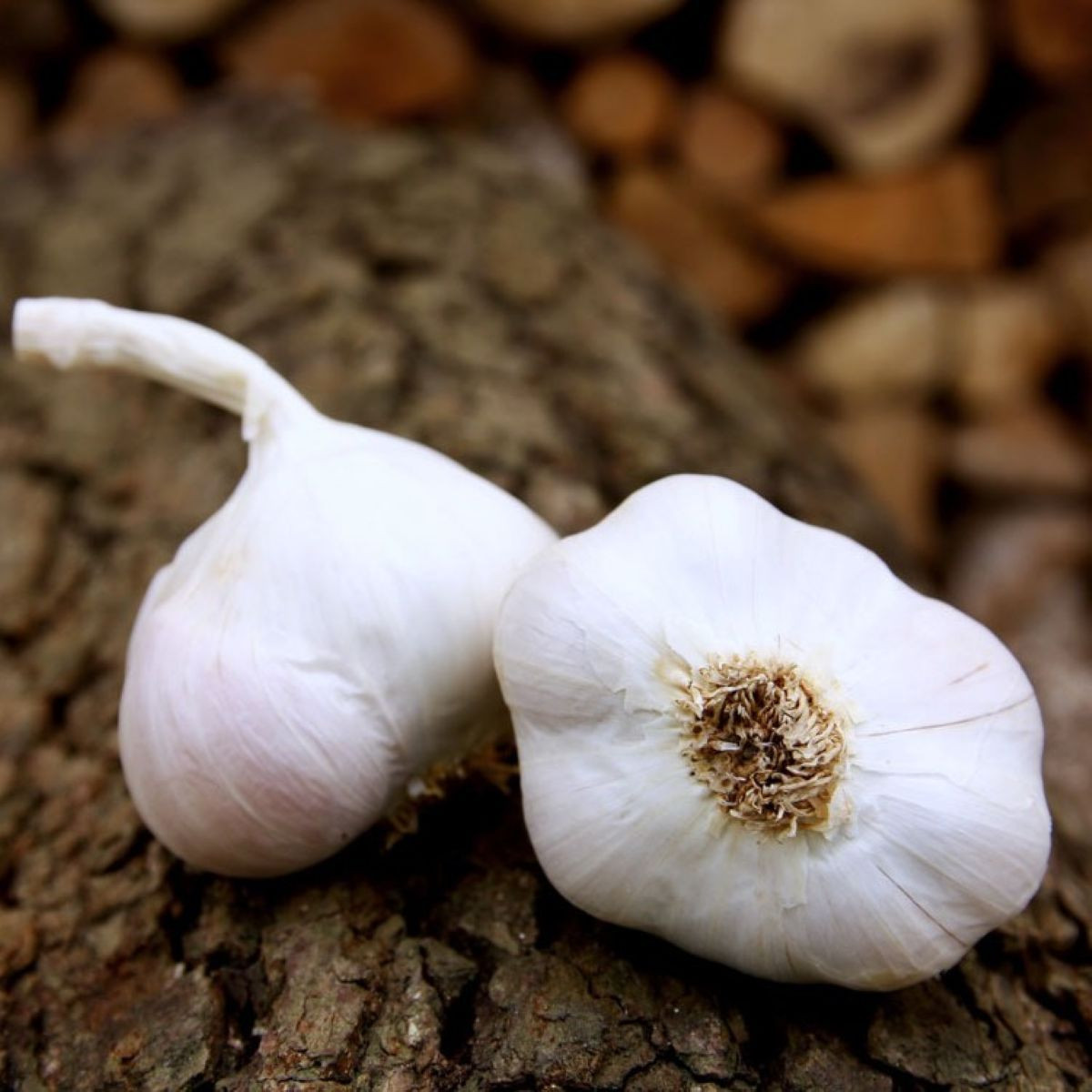 Чесън за засаждане Japo II - Allium sativum - без стъбло - чеснови глави - 1 опаковка