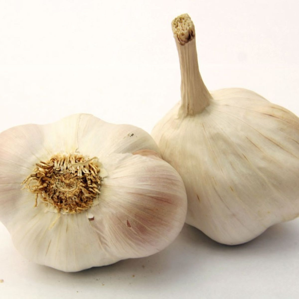 Чесън за засаждане Japo II - Allium sativum - без стъбло - чеснови глави - 1 опаковка