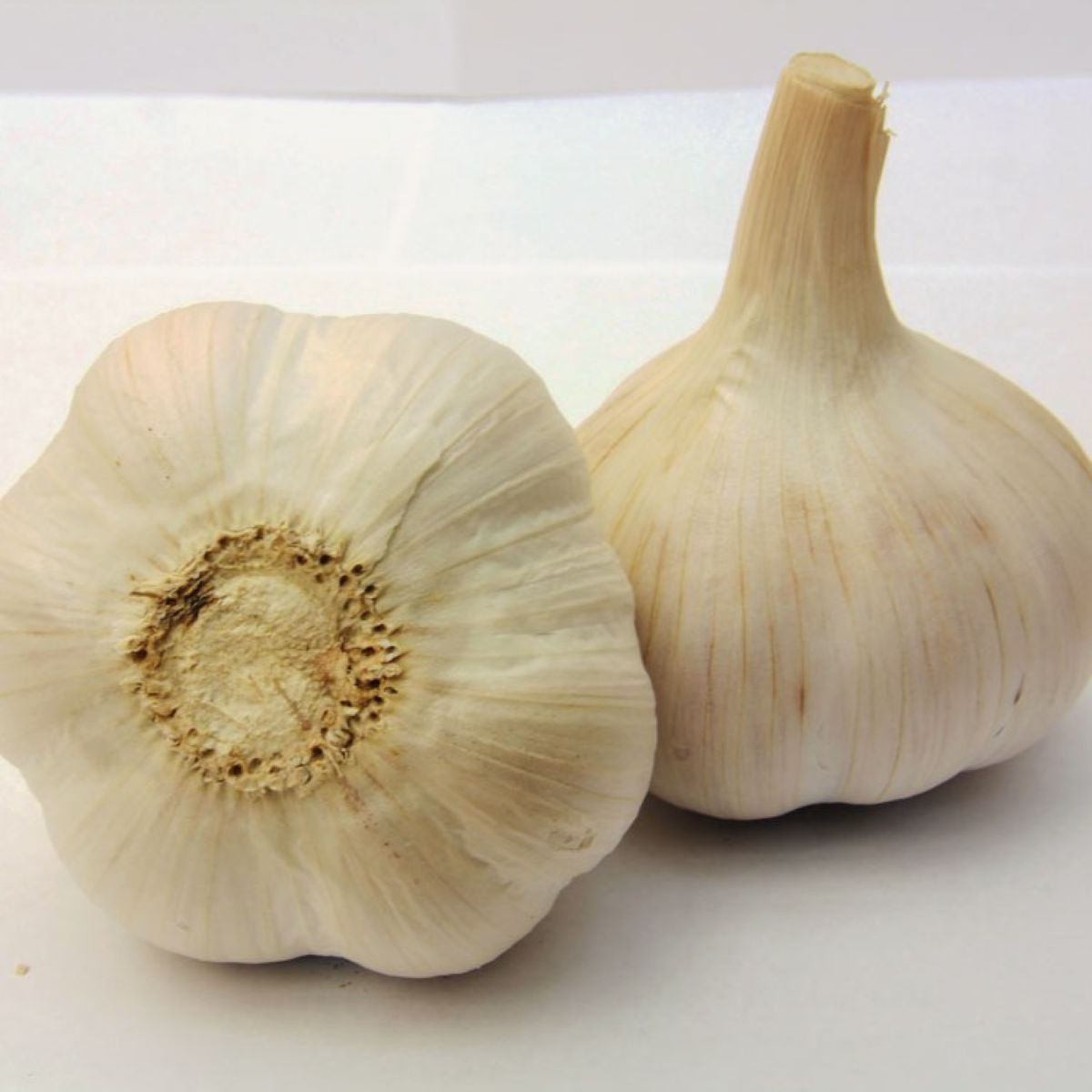 Чесън за засаждане „Хавел“ – Allium sativum – твърдостебелен – 1 опаковка
