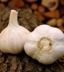 Чесън за засаждане „Хавел“ – Allium sativum – твърдостебелен – 1 опаковка