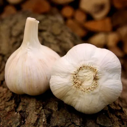 Чесън за засаждане „Хавел“ – Allium sativum – твърдостебелен – 1 опаковка