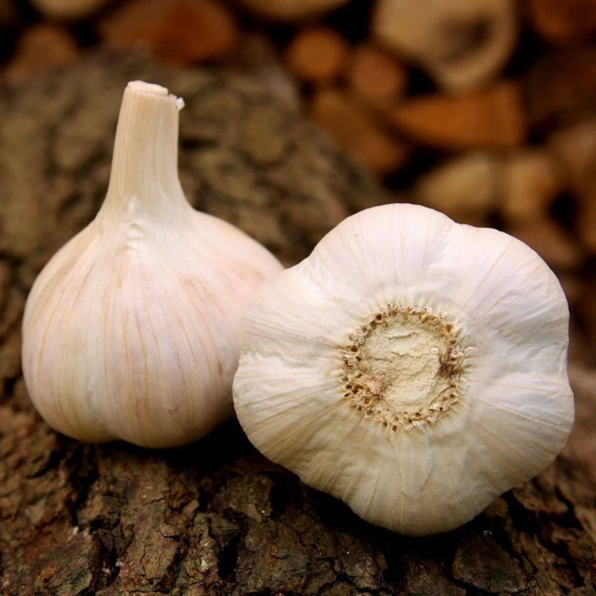 Чесън за засаждане „Хавел“ – Allium sativum – твърдостебелен – 1 опаковка