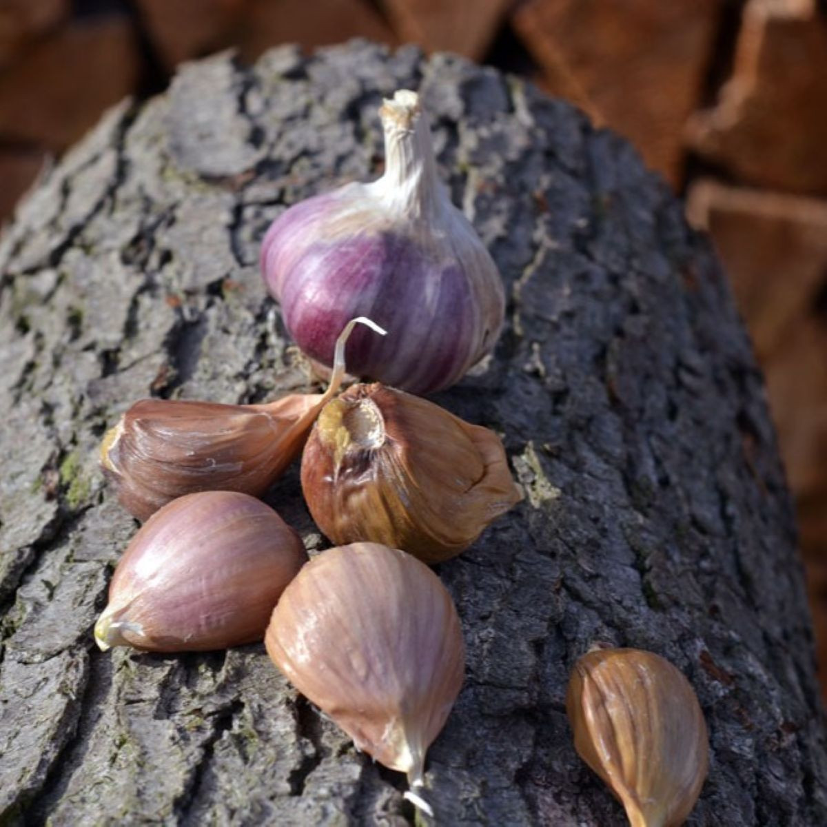 Чесън за засаждане „Янко“ – Allium sativum – твърда сорт – 1 опаковка