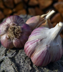 Чесън за засаждане „Янко“ – Allium sativum – твърда сорт – 1 опаковка