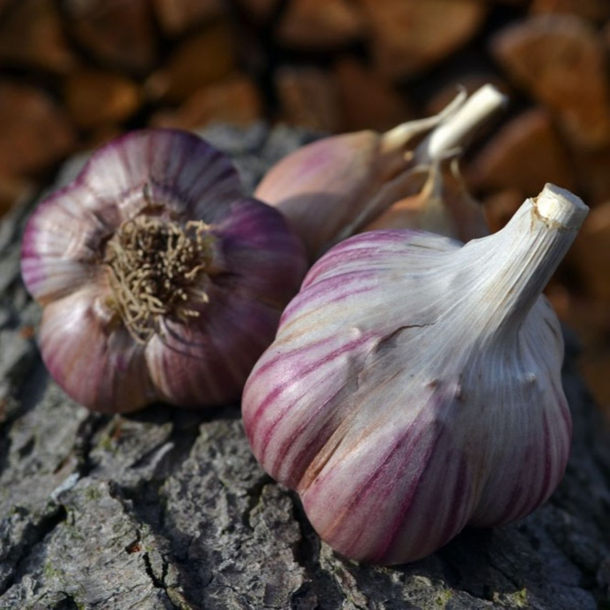 Чесън за засаждане „Янко“ – Allium sativum – твърда сорт – 1 опаковка