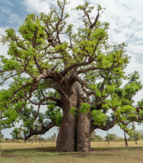 Африкански баобаб - Adansonia digitata - семена от баобаб - 3 бр.