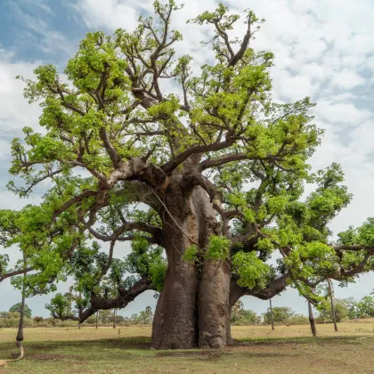 Африкански баобаб - Adansonia digitata - семена от баобаб - 3 бр.