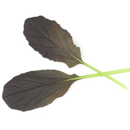 Мизуна Red Empire F1 – Brassica rapa var. japonica – семена от мизуна – 400 бр.