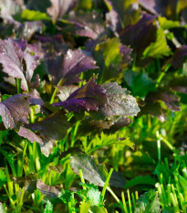 Мизуна Red Empire F1 – Brassica rapa var. japonica – семена от мизуна – 400 бр.