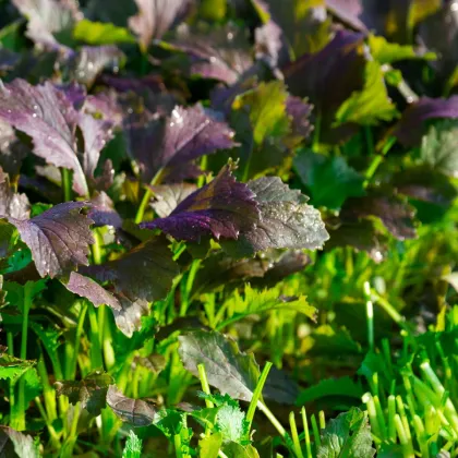 Мизуна Red Empire F1 – Brassica rapa var. japonica – семена от мизуна – 400 бр.
