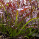 BIO Горчица Moutarde Rouge Metis – Brassica juncea – биологични семена от горчица – 100 бр.