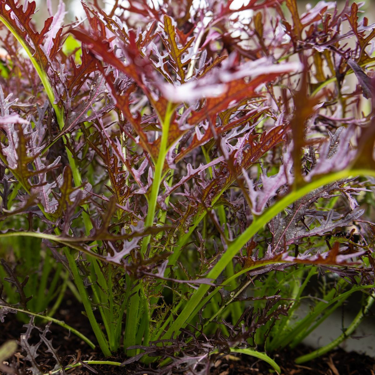 BIO Горчица Moutarde Rouge Metis – Brassica juncea – биологични семена от горчица – 100 бр.