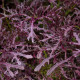 BIO Горчица Moutarde Rouge Metis – Brassica juncea – биологични семена от горчица – 100 бр.