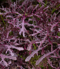 BIO Горчица Moutarde Rouge Metis – Brassica juncea – биологични семена от горчица – 100 бр.