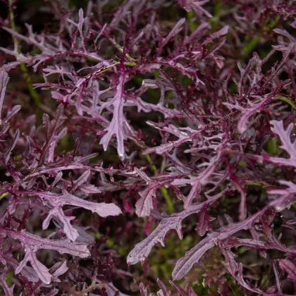 BIO Горчица Moutarde Rouge Metis – Brassica juncea – биологични семена от горчица – 100 бр.
