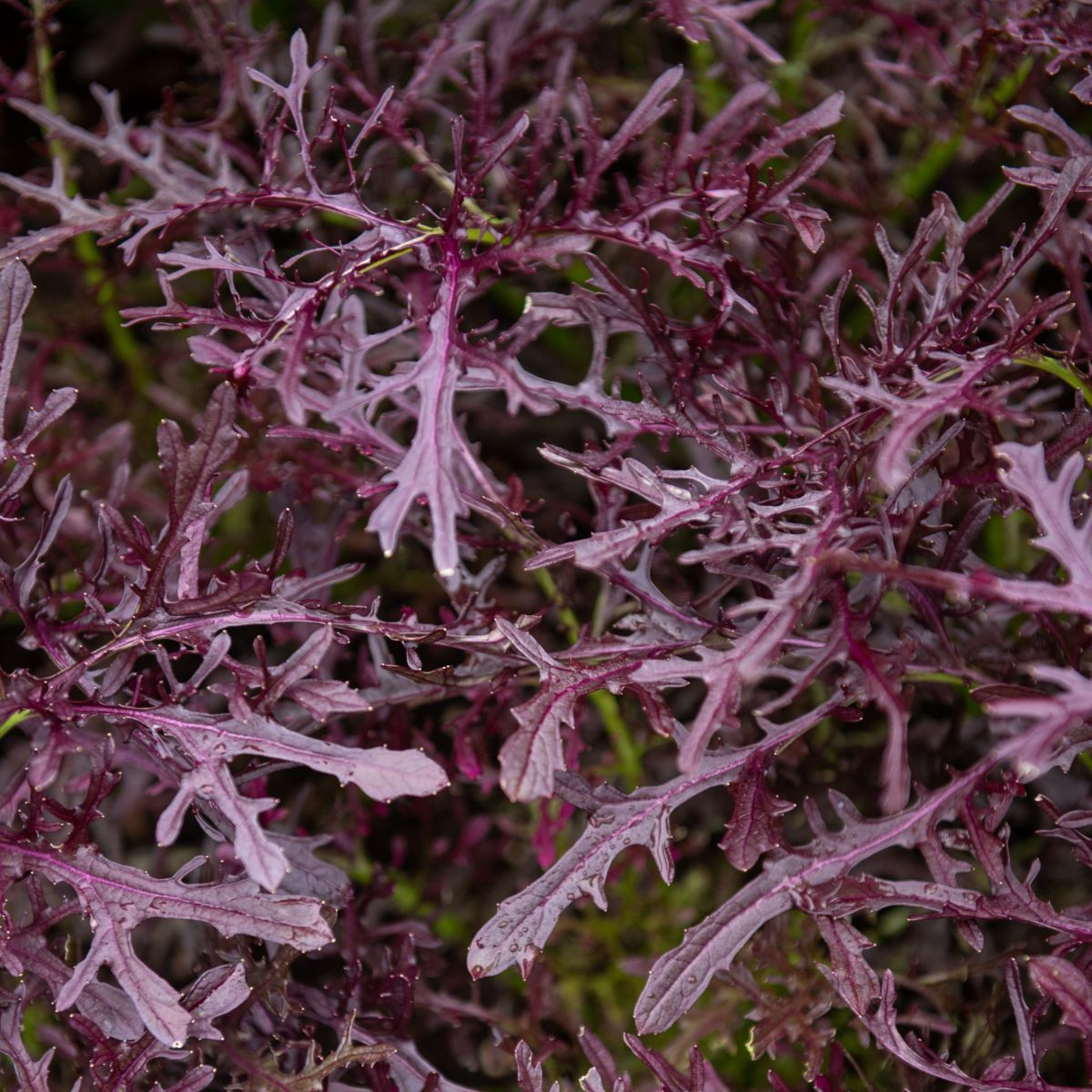 BIO Горчица Moutarde Rouge Metis – Brassica juncea – биологични семена от горчица – 100 бр.