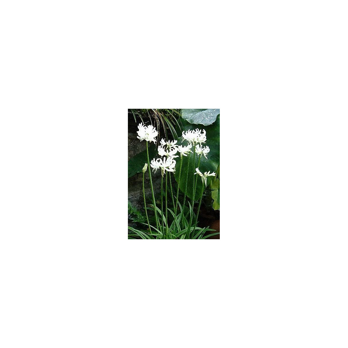Nerine bílá - Nerine alba - hlízy nerine - 1 ks