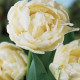 Tulipán Mount Tacoma - Tulipa - cibuloviny - 3 ks