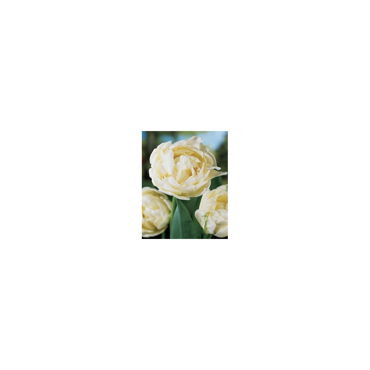 Tulipán Mount Tacoma - Tulipa - cibuloviny - 3 ks