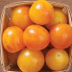 Rajče Artisan Golden Bumble Bee - Solanum lycopersicum - semena rajčete - 5 ks