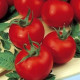 BIO Rajče Hamlet F1 - Solanum lycopersicum - bio semena rajčete - 6 ks
