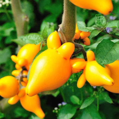 Solanum mammosum - Solanum mammosum - semena solana - 5 ks