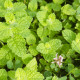 Ябълкова мента - Mentha rotundifolia - семена от мента - 50 бр.