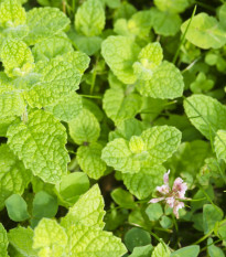 Ябълкова мента - Mentha rotundifolia - семена от мента - 50 бр.
