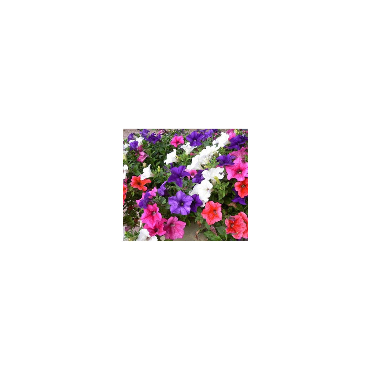 Petúnie velkokvětá převislá mix barev - Petunia hybrida pendula - semena petúnie -150 ks
