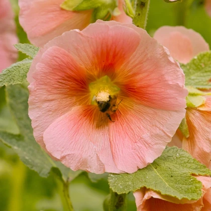 Topolovka plnokvětá oranžová Chaters - Alcea rosea - semena topolovky - 7 ks