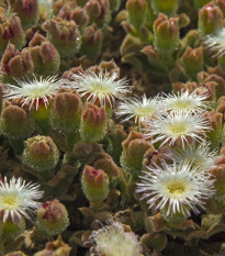 Kosmatec krystalový - Mesembryanthemum crystallinum - semena kosmatce - 300 ks