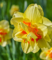 Narcis Tahiti - Narcissus - cibule narcisu - 3 ks