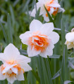 Narcis Replete - Narcissus - cibule narcisu - 3 ks