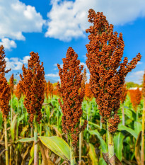 Сорго обикновено - Sorghum bicolor - семена сорго - 100 бр.