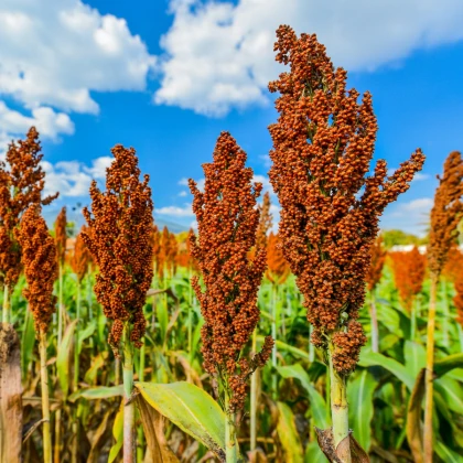 Сорго обикновено - Sorghum bicolor - семена сорго - 100 бр.