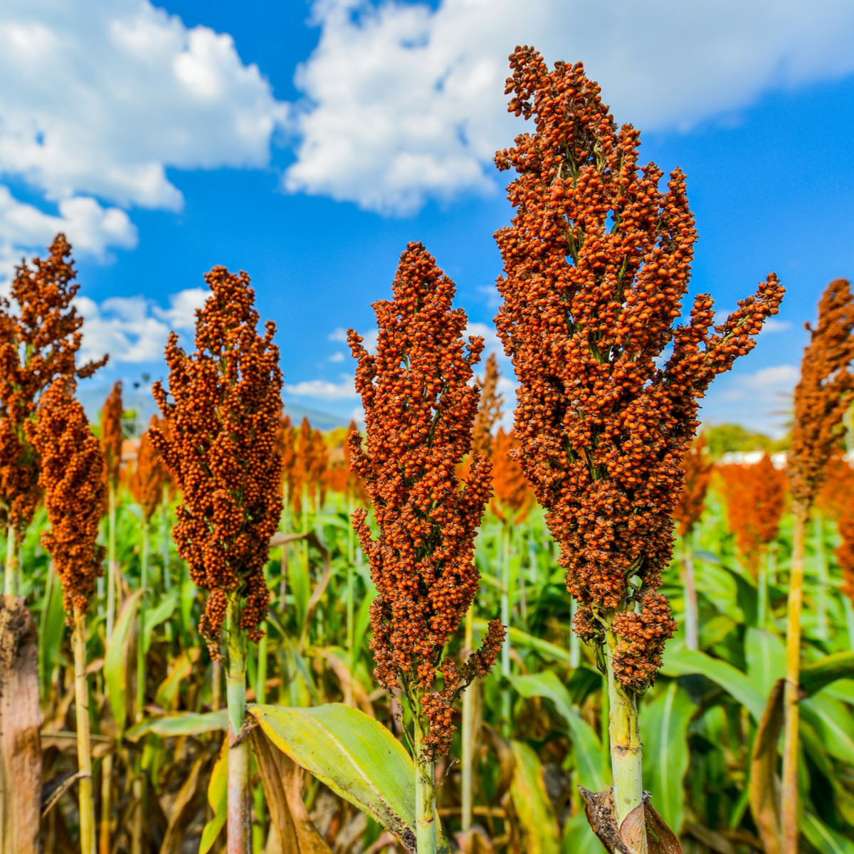 Сорго обикновено - Sorghum bicolor - семена сорго - 100 бр.