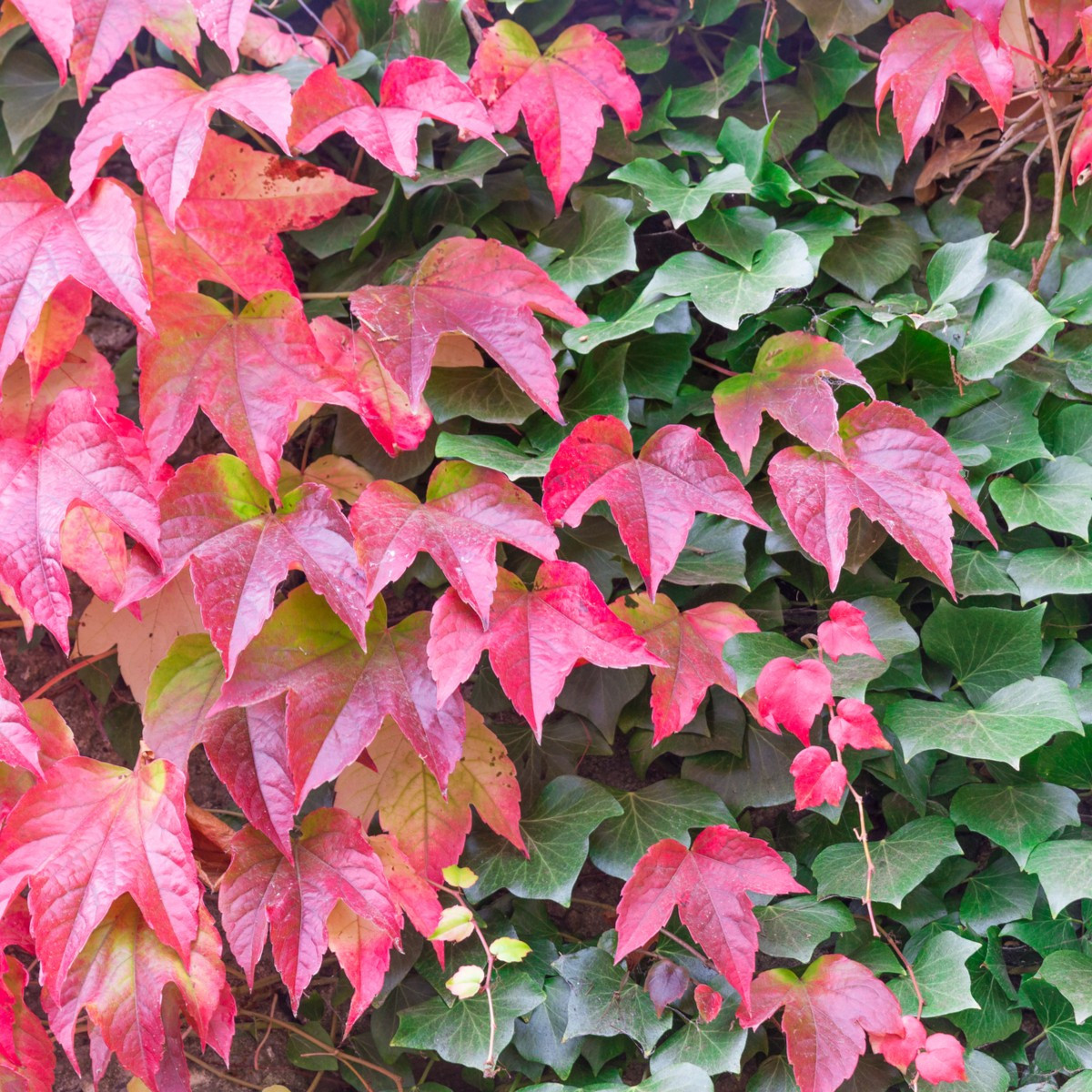 Přísavník trojcípý - Parthenocissus tricuspidata - semena přísavníku - 7 ks