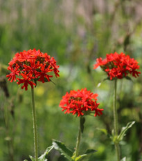 Kohoutek chalcedonský - Lychnis chalcedonica - semena kohoutku - 50 ks