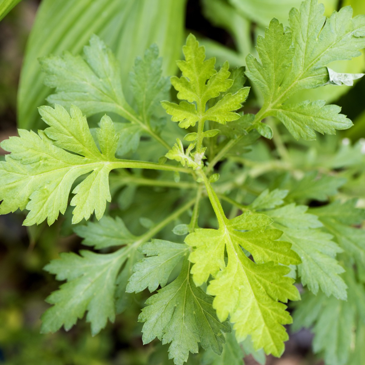 Pelyněk roční - Artemisia annua - semena pelyňku - 0,02 g