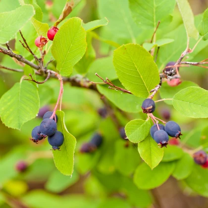 Rozinkový strom - Amelanchier alnifolia - prodej semen - 7 ks