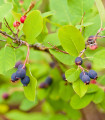 Rozinkový strom - Amelanchier alnifolia - prodej semen - 7 ks