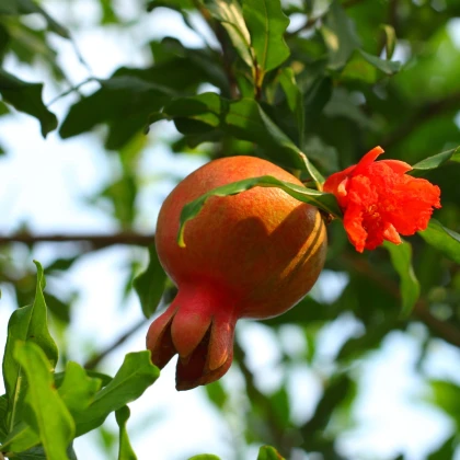 Granátové jablko - Punica granatum - semena granátového jablka - 5 ks