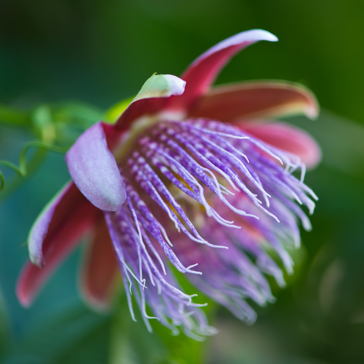 Mučenka maliformis - Passiflora maliformis - semena mučenky - 4 ks