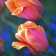 Tulipán Dordogne - Tulipa - cibule tulipánu - 3 ks